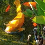 large koi fish