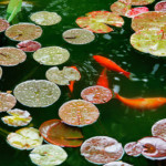koi pond with fish and lily pads