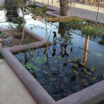 large koi pond with water plants