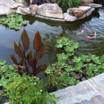 koi pond with tropical plants