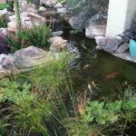 koi pond and lush tropical plants