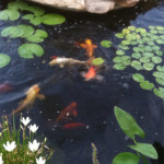 koi fish in pond