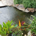 koi pond with fish