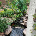 koi pond and plants