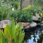 koi pond and lush tropical plants