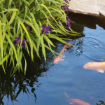 koi pond and lush tropical plants and large koi fish