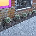 barrel cactus in decorative metal pots