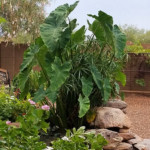 large elephant ear plant with tropical landscaping