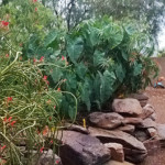elephant ear plant with rocks and tropical plants