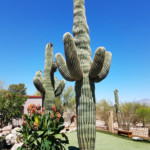 saguaro cactus and landscaping