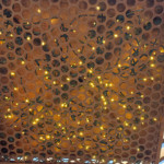metal pergola lighting box